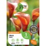 Orange Calla (Zantedeschia) von GROW by OBI, ca. 60 cm hoch. Blumenzwiebel für Beet und Kübel.