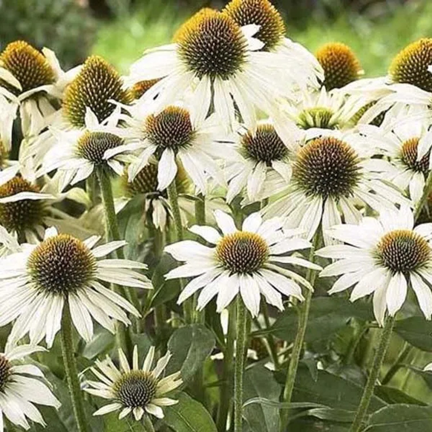 6 x Scheinsonnenhut 'Avalanche' Echinacea purpurea Topf 9cm Weiße Blüten