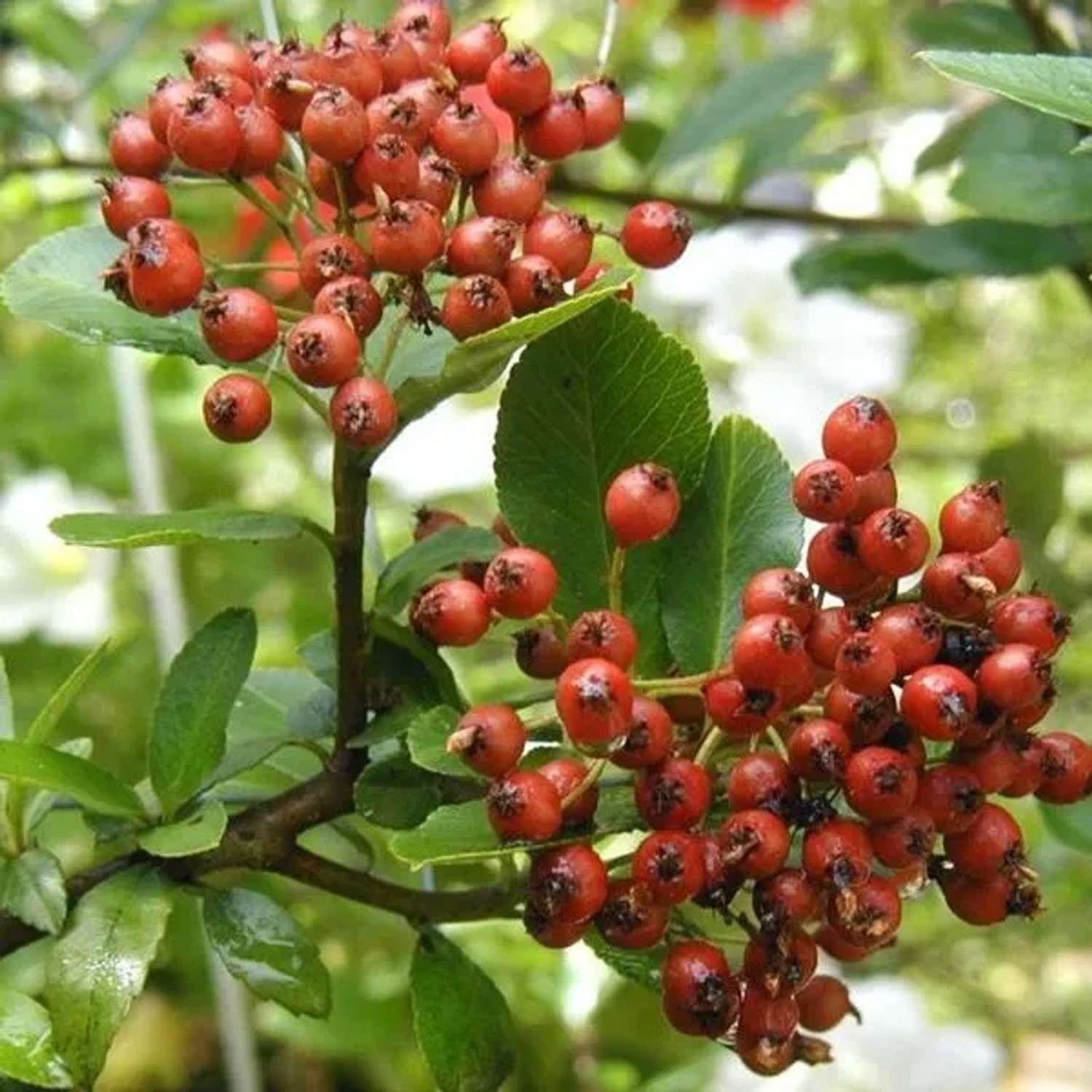 Feuerdorn 'Red Column' Pyracantha coccinea 60 bis 80 cm im Container Rote Beeren