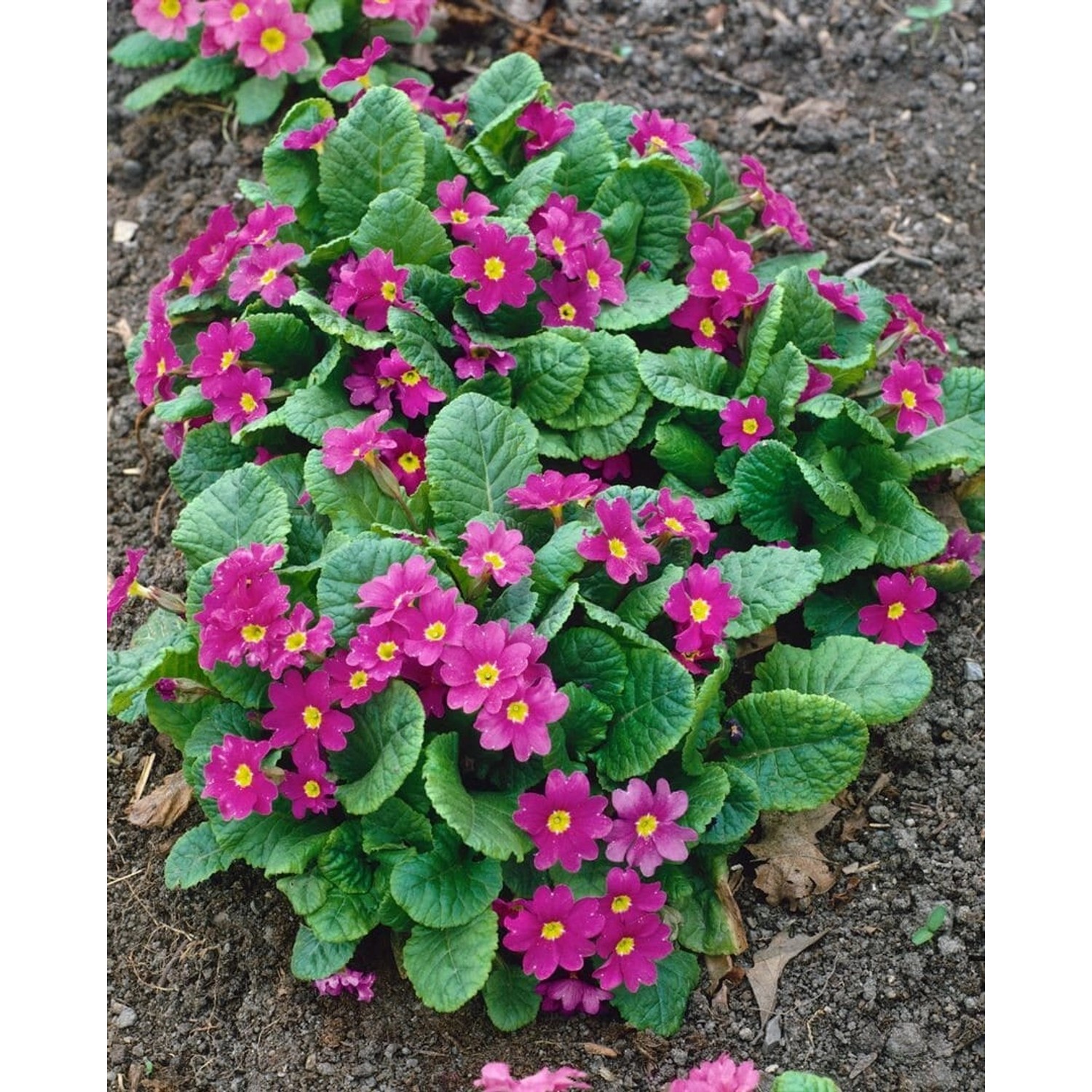 Primula X Pruhoniciana Perle Von Bottrop Ca. 9x9 cm Topf günstig online kaufen