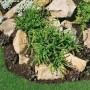 Athyrium Filix-femina 'Frizelliae' Frauenfarn im 9x9 cm Topf, grüne Wedel, im Steingarten.