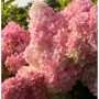 Rispenhortensie Vanille Fraise 30-40cm - Hydrangea paniculata