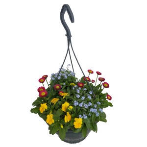 Farbenfrohe Frühlingsampel mit Gänseblümchen, Hornveilchen und Vergissmeinnicht im Topf.