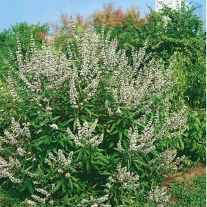 Buschiger Mönchspfeffer (Vitex Agnus-Castus) mit weißen Blütenständen, 40-60 cm hoch.