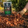 Hand verteilt rotbraunen Galamio Kiefer Rindenmulch um eine grüne Pflanze. Sack Mulch im Gartenbeet.
