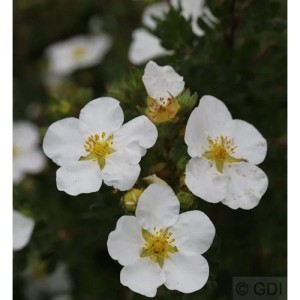Nahaufnahme von weißen Blüten des kleinen Spierstrauchs 'Abbotswood' (Potentilla fruticosa).