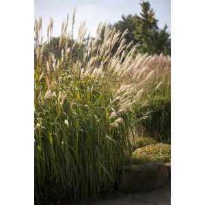 Kompaktes Chinaschilf 'Adagio' (Miscanthus sinensis) mit silbernen Blütenähren im Garten.