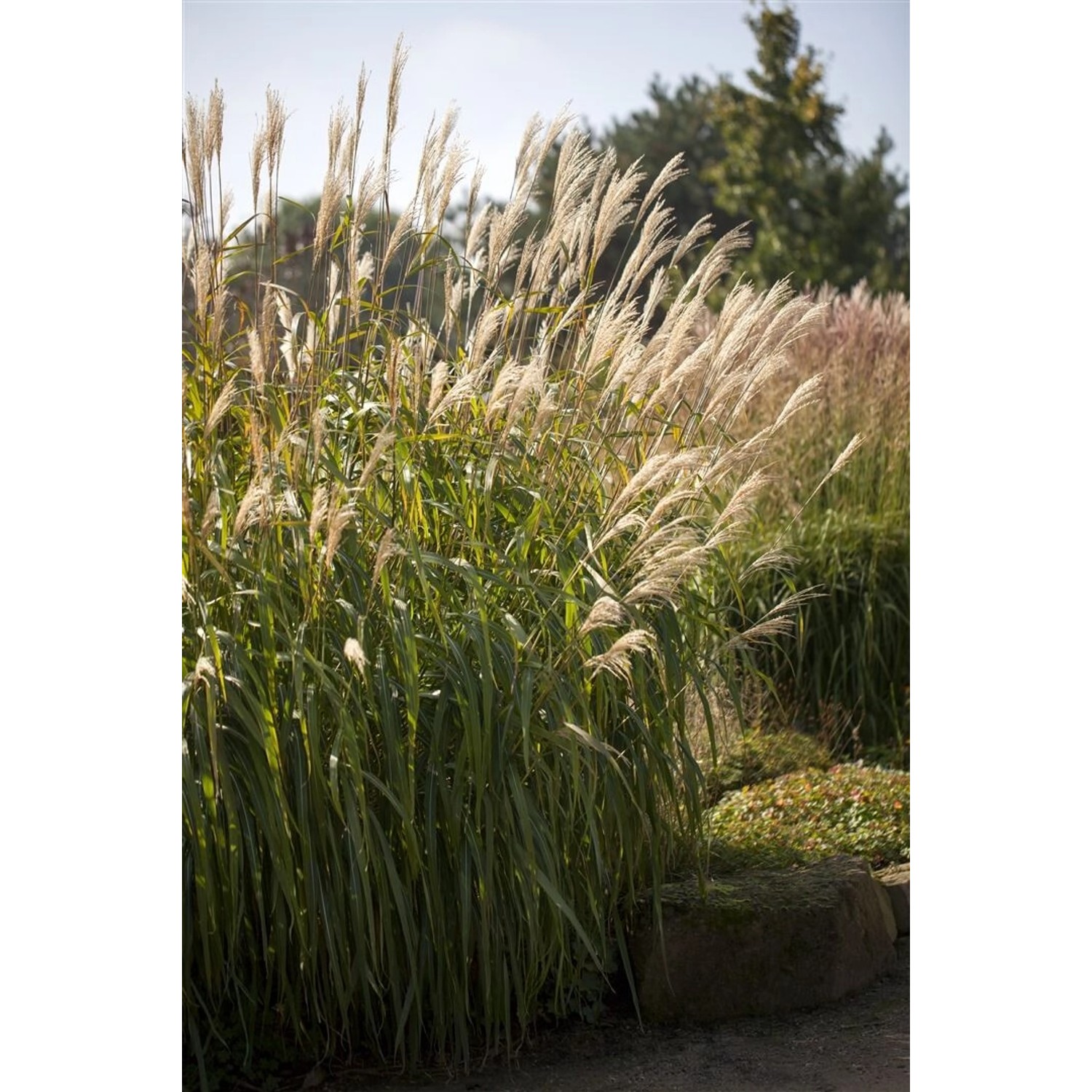 Miscanthus Sinensis Adagio Chinaschilf Kompakt Ca. 11x11 cm Topf günstig online kaufen