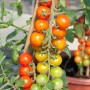 Cocktailtomate Solanum im Topf mit reifen, orangen und unreifen, grünen Früchten.