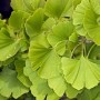 Nahaufnahme des Fächerblattbaums 'Obelisk' (Ginkgo biloba) mit grünen Blättern.