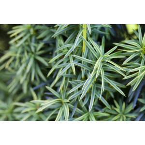 Detailaufnahme der gelbgrünen Nadeln einer Taxus Baccata Fastigiata Aureomarginata Eibe.