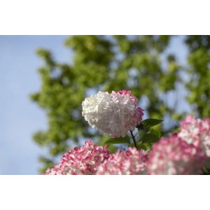 Rispenhortensie 'Vanille-Fraise' mit weißen und rosa Blüten im Garten.