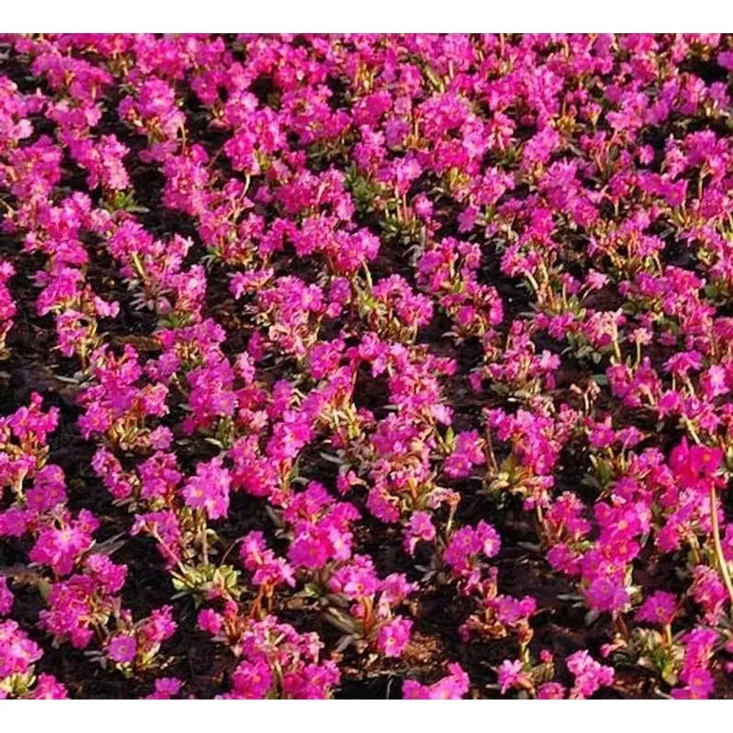 Rosen Primel Grandiflora - Primula rosea