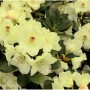 Nahaufnahme des blühenden, gelben Hochstamm Rhododendron Flava (Alpenrose).