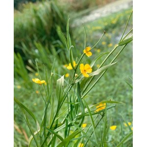Zungen-Hahnenfuß (Ranunculus lingua) mit gelben Blüten und grünen Blättern, ideal für feuchte Standorte.