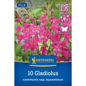 Kiepenkerl Wild-Gladiole: Purpurrote Blütenstände der mehrblütigen Gladiole im Detail.