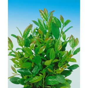 Immergrüner Kirschlorbeer 'Kleopatra' als Heckenpflanze, 100-125 cm hoch.