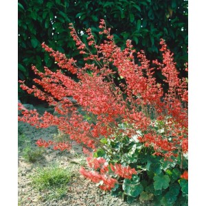 Blutroter Storchschnabel (Heuchera Sanguinea) im 9x9 cm Topf mit roten Blüten.