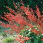 Blutroter Storchschnabel (Heuchera Sanguinea) im 9x9 cm Topf mit roten Blüten.