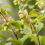 Detailaufnahme der Purpurbeere 'Hancock' mit grünen und rosa Beeren, ein attraktiver Bodendecker.