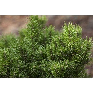 Nahaufnahme der grünen Nadeln einer Pinus Banksiana Kiefer (60–80 cm).