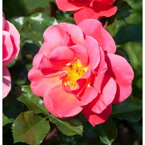 Nahaufnahme einer rosa Floribundarose Melusina mit gelber Mitte.