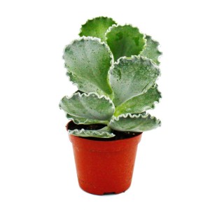 Exotenherz Sukkulente Cotyledon Undulata Silberkrone im Topf