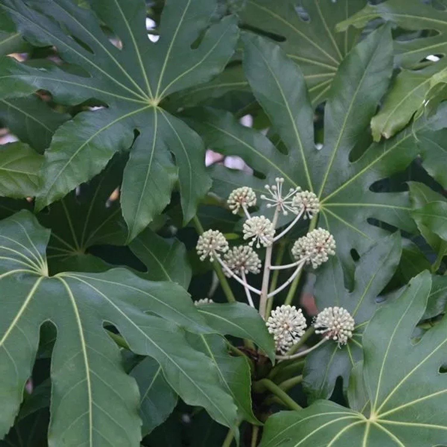 Zimmeraralie Fatsia japonica 40 bis 60 cm im Container Immergrün