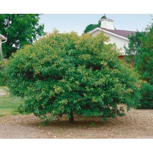 Acer Ginnala Feuerahorn, ca. 150cm hoch. Hausbaum mit grünen Blättern.