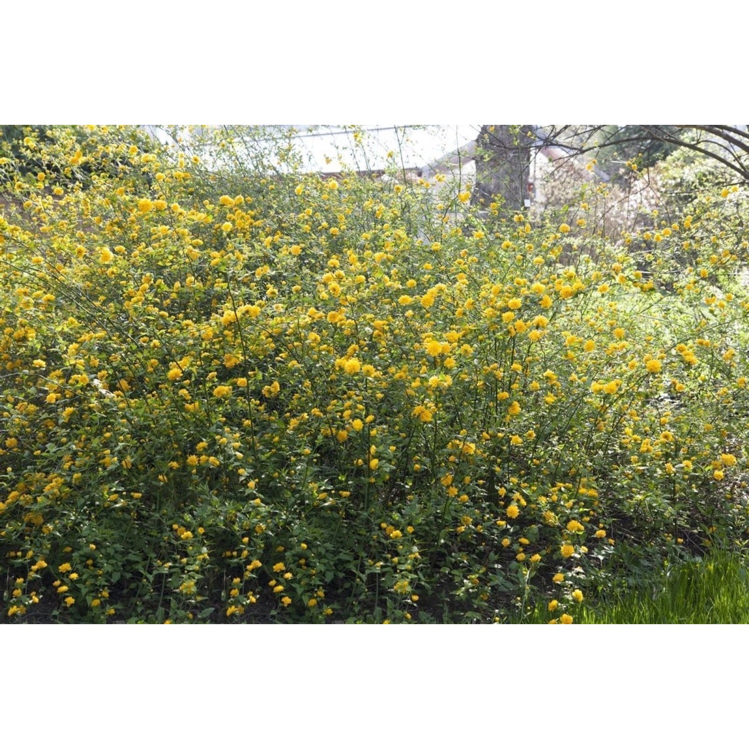 Kerria Japonica Ranunkelstrauch 150-175 cm günstig online kaufen