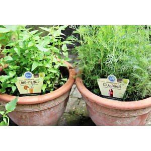 Blu Mexikanische Duftnessel im Topf, Küchenkräuter mit dekorativen Blüten.