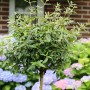 Hochstamm Osterschneeball Conoy (Viburnum burkwoodii) mit grünen Blättern und Stamm im Garten.