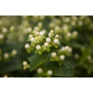 Nahaufnahme des Hypericum Inodorum Magical White Johanniskraut mit weißen Beeren.