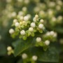 Nahaufnahme des Hypericum Inodorum Magical White Johanniskraut mit weißen Beeren.