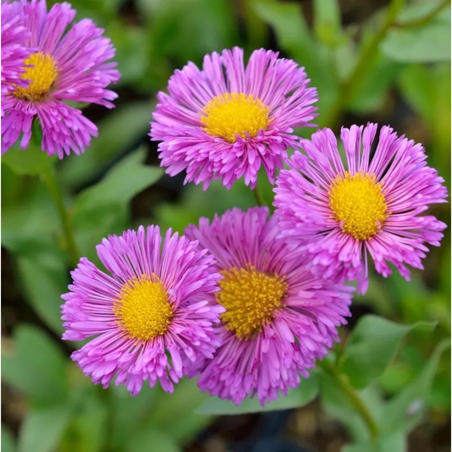 Feinstrahlaster Foersters Liebling - Erigeron Hybrid