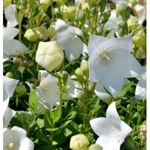 Nahaufnahme der weißen Ballonblume (Platycodon grandiflorus) im Garten.