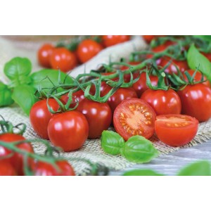 Frische, rote Cherrytomaten der Sorte Grow by OBI auf einem Tisch mit Basilikum.
