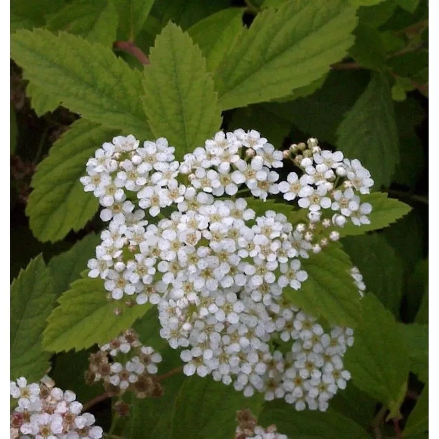 Zwergspiere Shirobana 30-40cm - Spiraea japonica