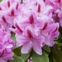 Nahaufnahme: Rosa Rhododendron Hybr. 'Furnivalls Daughter' mit dunklen Blättern.