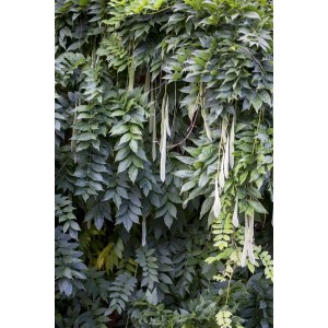 Chinesischer Blauregen (Wisteria Sinensis) mit üppigem, grünem Blätterwerk und langen, hellen Blütenständen.