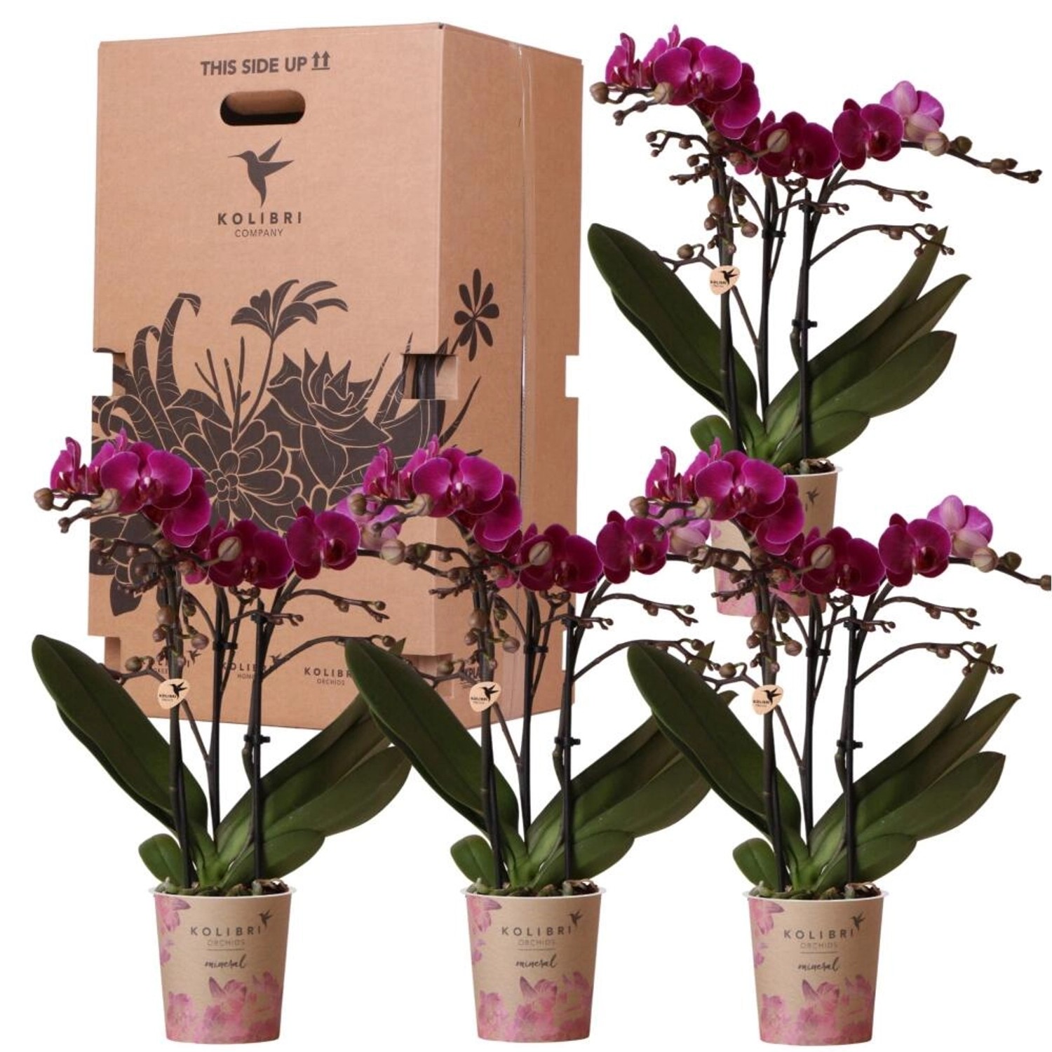 Kolibri Orchids Überraschungsbox Einfarbig Pflanzen Vorteilsbox mit 4 Verschiedenen Orchideen