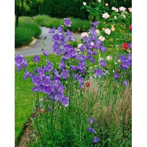 Pfirsichblättrige Glockenblume (Campanula Persicifolia) mit blauen Blüten im Garten.