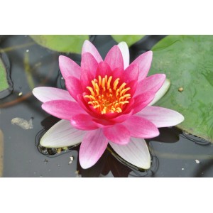 Nahaufnahme der rosafarbenen Seerose 'Attraction' mit gelben Staubgefäßen im Wasser.