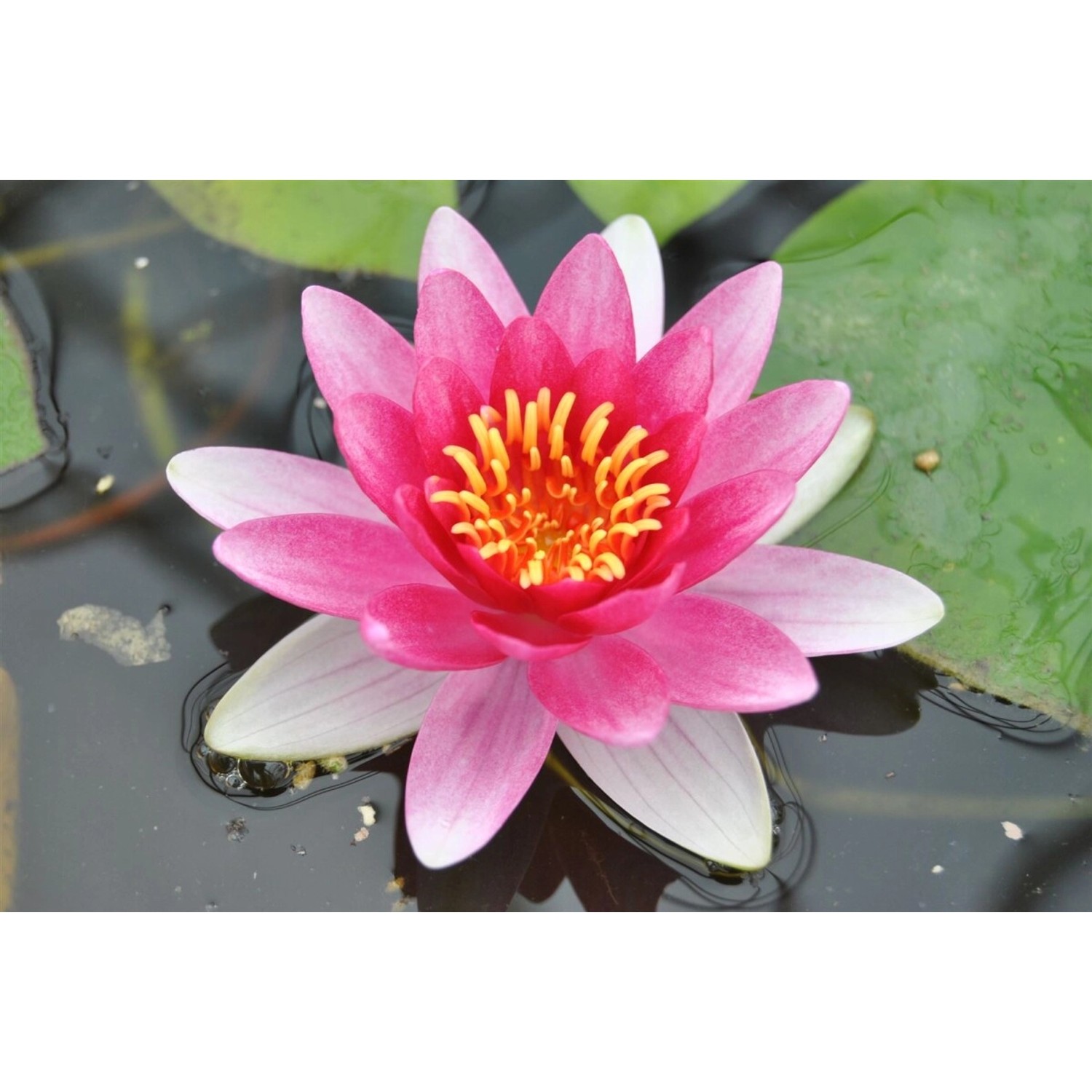 Nymphaea X Cult.'attraction' Seerose Ca. 11x11 cm Topf günstig online kaufen