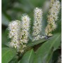 Spitze, cremeweiße Blütenstände des Kirschlorbeer Miniredia (Prunus laurocerasus) mit grünen Blättern. Blühender Strauch.
