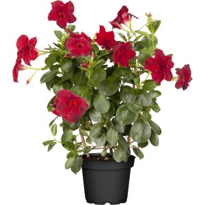 Dipladenie mit Rankhilfe im Topf, rote Blüten und grüne Blätter. Blühende Kübelpflanze für Balkon und Terrasse.