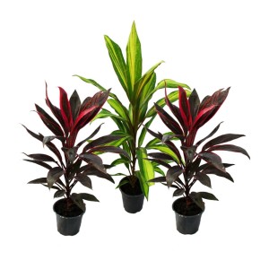 Exotenherz 3er Set Keulenlilie (Cordyline fruticosa) im 12cm Topf mit verschiedenen Farben.