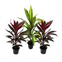 Exotenherz 3er Set Keulenlilie (Cordyline fruticosa) im 12cm Topf mit verschiedenen Farben.