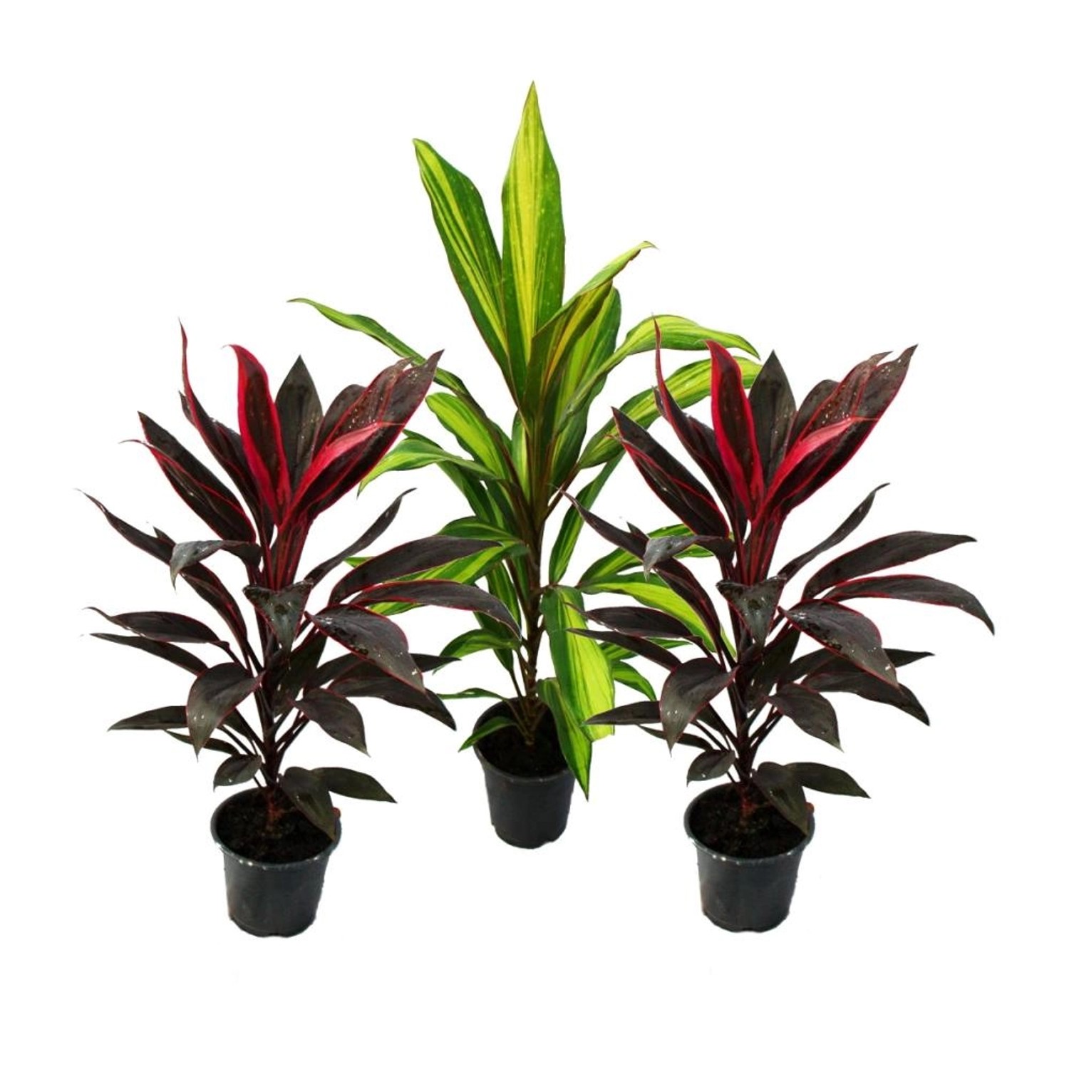 Exotenherz 3er Set Cordyline Fruticosa Keulenlilie 12cm Topf günstig online kaufen