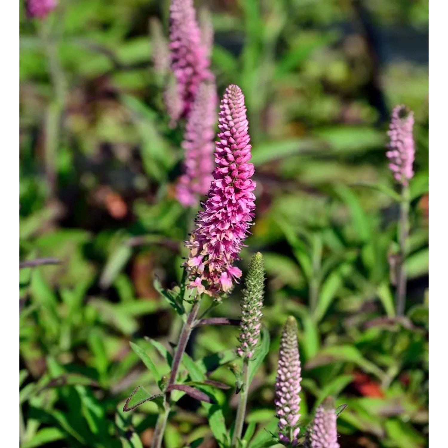 Polsterveronika Heidekind - Veronica spicta